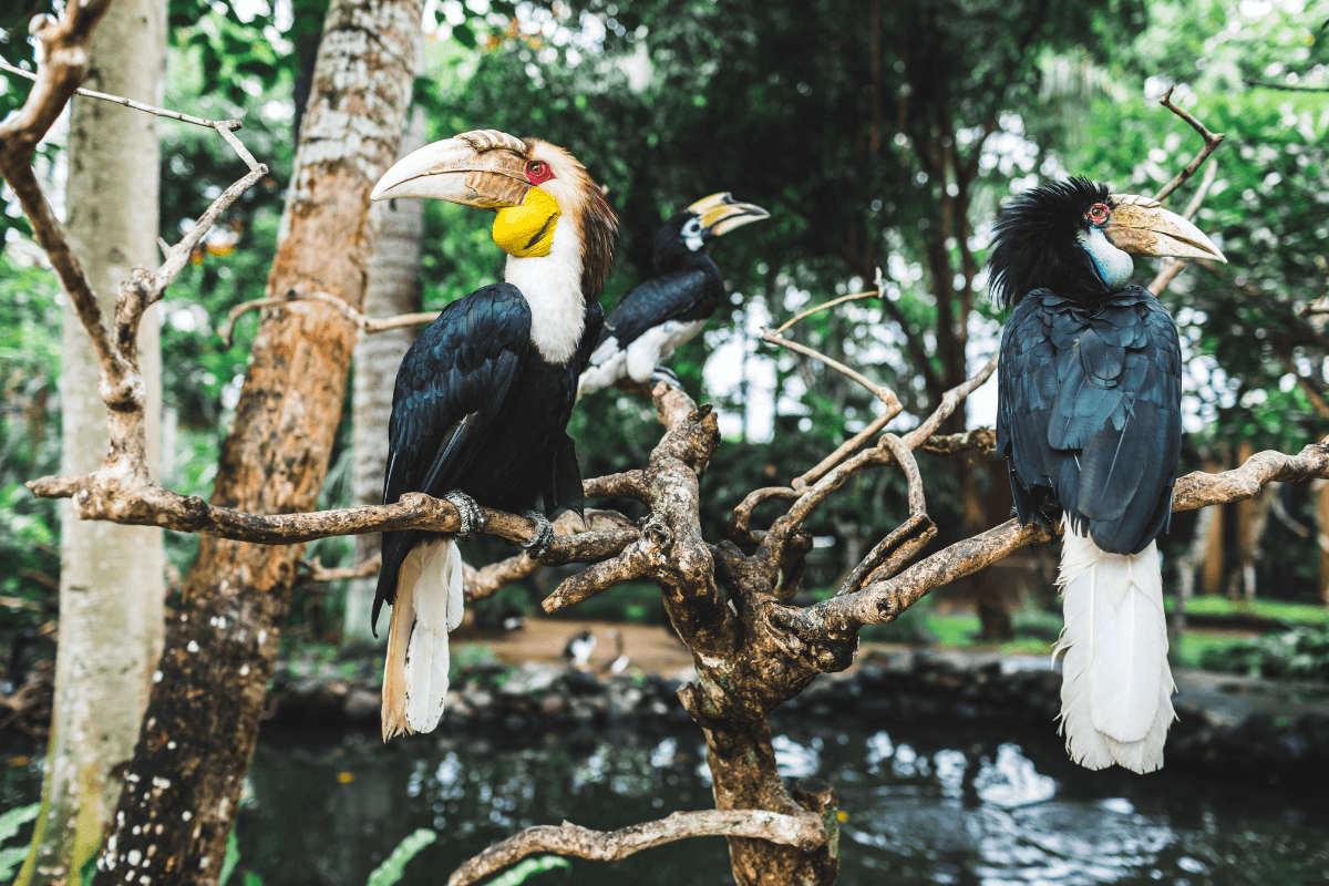 Bali Bird Park Guide 2026: Tickets, Show Times & Best Activities