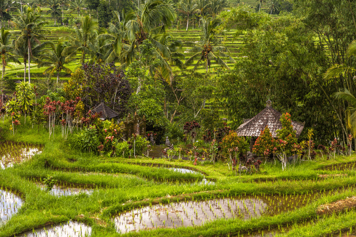 11 Desa Wisata di Bali yang Populer: Pesona Budaya, Tradisi, dan Alam